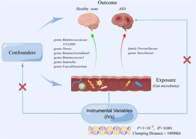 Gut microbiota and autism spectrum disorders: a bidirectional Mendelian randomization study